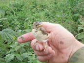 Фотография Мамаева Владимира