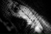 Фотография Эсальнек Оксаны