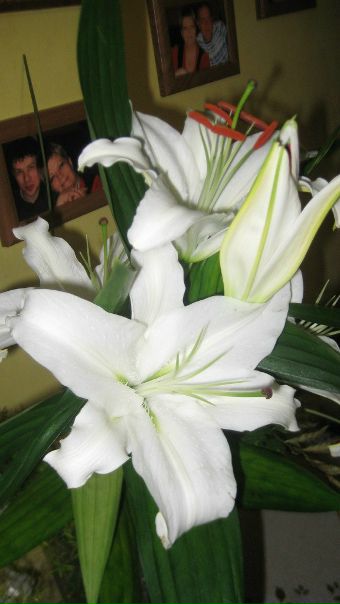 №12, Эльвира Пулатова №12, Эльвира Пулатова