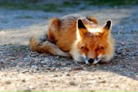 Фотография Спиридоновой Анны