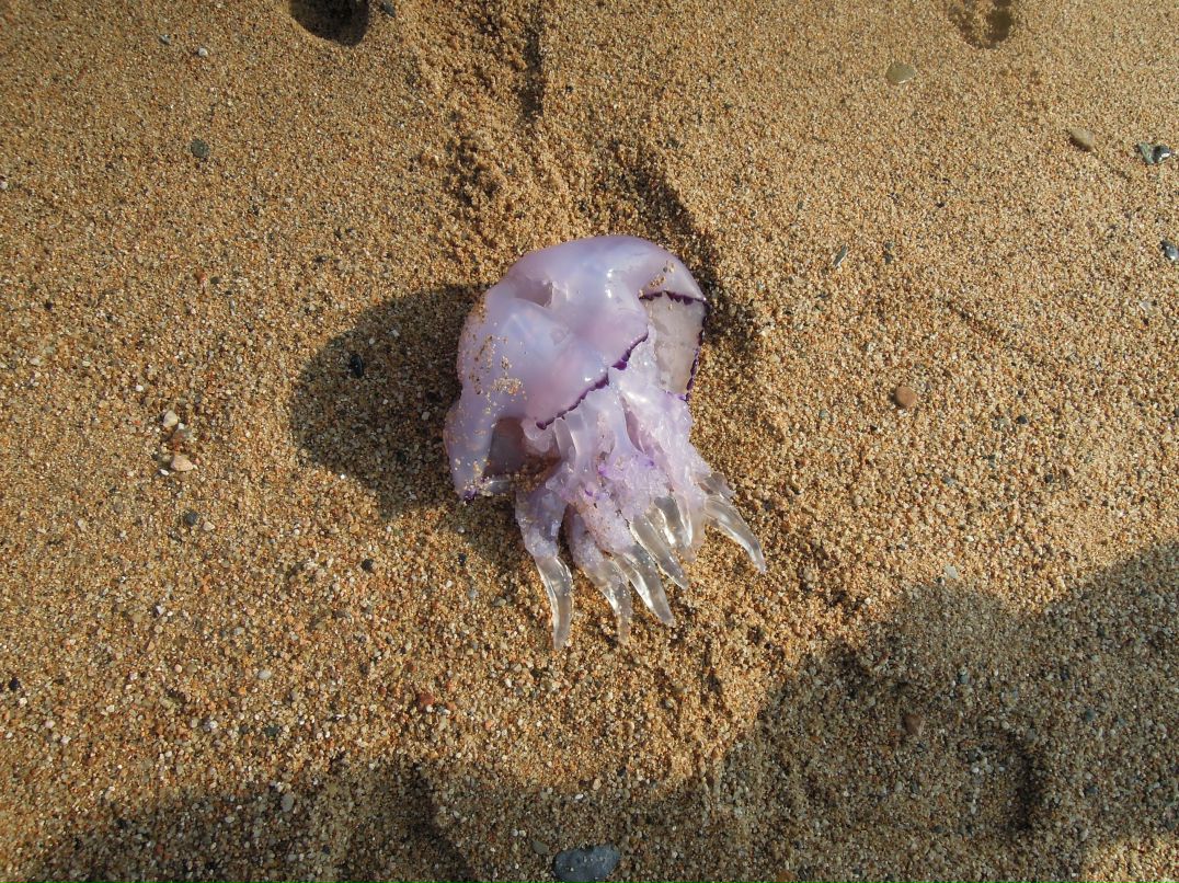 Николай Чапаев фотография #23