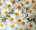 Фотография Собиной Надежды