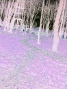 Діана Савчук фотография #45 (источник - https://vk.com/id70256150)