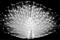 Фотография Афанасьевой Ольги