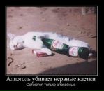 Діма Сабадин фотография #23 (источник - https://vk.com/id68293574)
