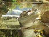 Фотография Ус Екатерины