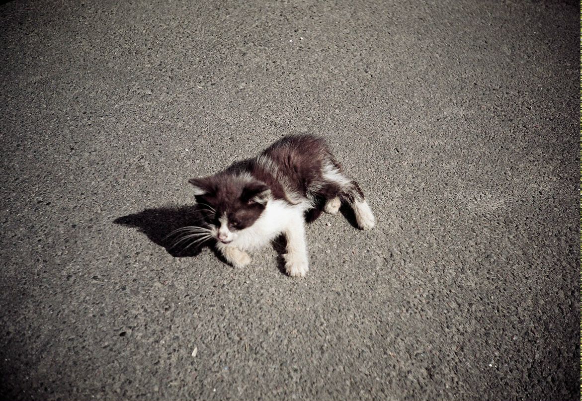 Dimm Rep фотография #20