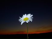 Фотография Заяц Машки