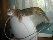Дашка Модова фотография #32 (источник - https://vk.com/id2251602)