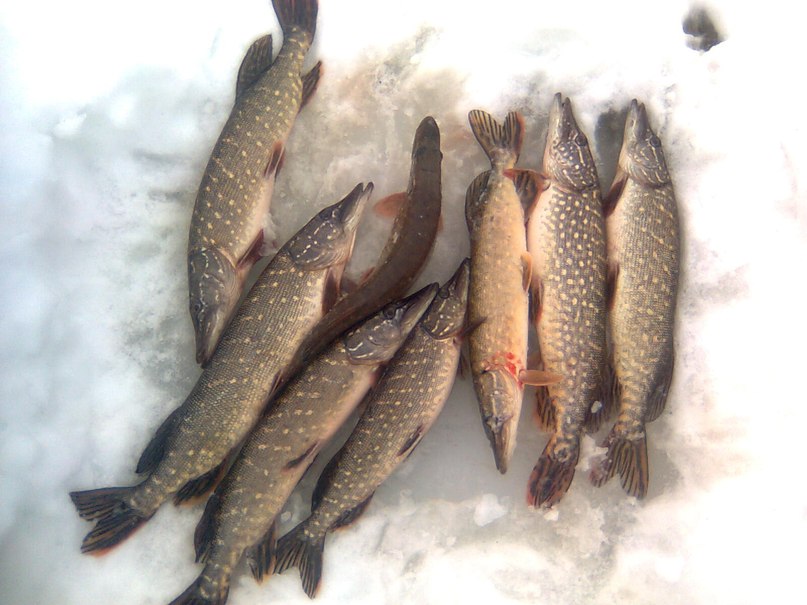 Дмитрий Вишняков фотография #28