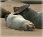 Фотография Капленковой Елены