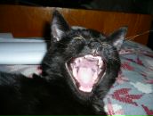 Фотография Сидоровой Екатерины