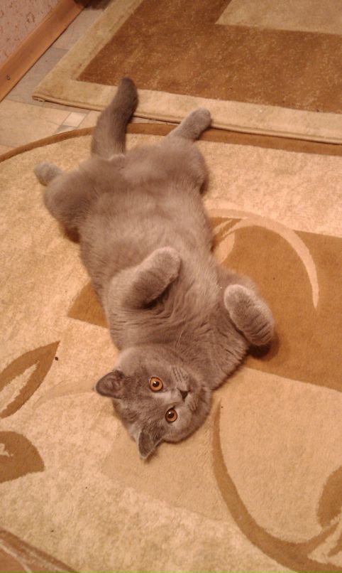 Сергей Тараненко фотография #18