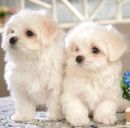 Лілюсік)))) Лазарук*) фотография #35 (источник - https://vk.com/id153656972)