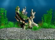Анна Кукуруза фотография #20 (источник - https://vk.com/id52156613)