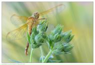 Фотография Луча Айнура