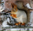 Фотография Анненковой Натальи