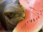 Дмитрий Белясник фотография #38 (источник - https://vk.com/id4859648)