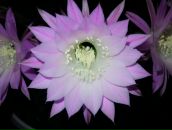 Фотография Бахаревой Марины