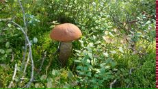 Фотография Чижиковой Лидии