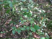 Ірина Ярова фотография #50 (источник - https://vk.com/id50555665)