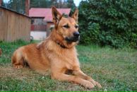 Анна Волкова фотография #13 (источник - https://vk.com/id389342)