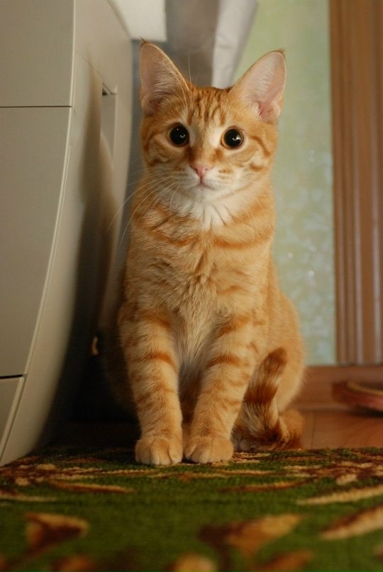 Дмитрий Яковлев фотография #47