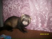 Фотография Щёголевой Екатерины