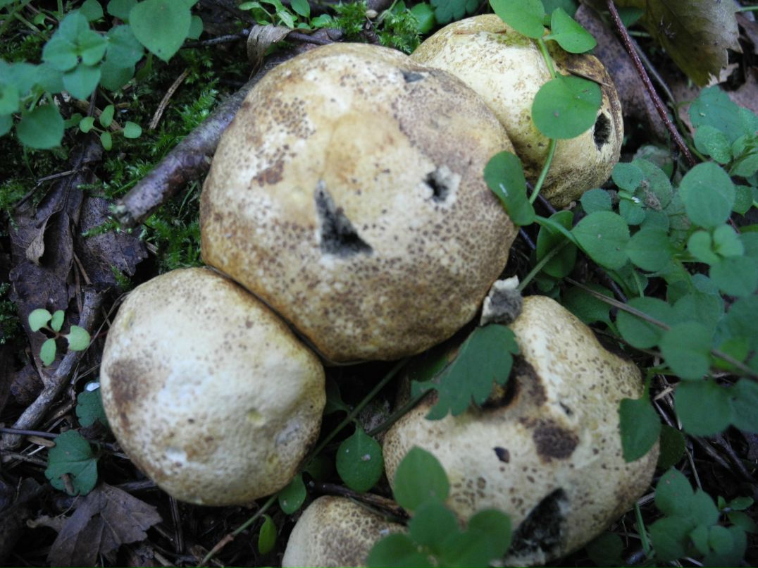 Сергей Мерчев фотография #49