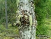 Фотография Большакова Павла