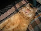 Василь Васильович фотография #1