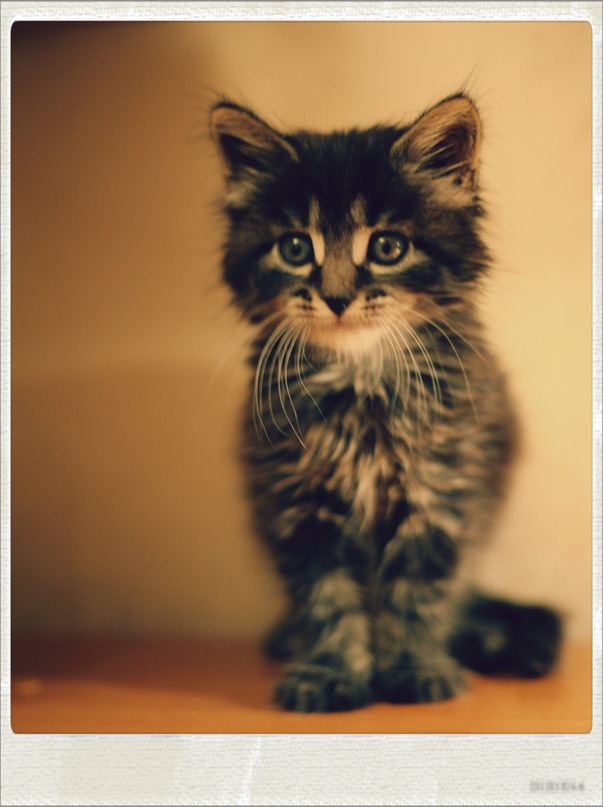 Vereshagin Sandro фотография #49