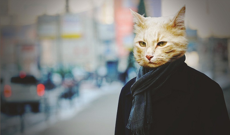 Mr Cat фотография #1