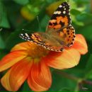 Фотография Журавлевой Елены