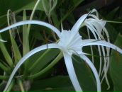 Фотография Мареш Юлии