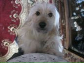 Фотография Шапошникова Артема