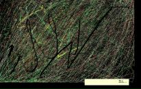 Фотография Лебедевой Марии