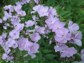 Фотография Кудряшовой Евгении