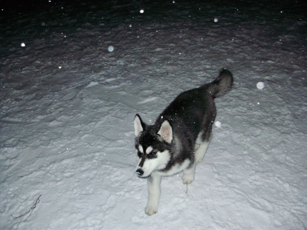 Дмитрий Тепляков фотография #27