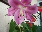 Фотография Шапкиной Дарьи