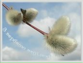 Ольга Пасічна фотография #47 (источник - https://vk.com/id50870180)