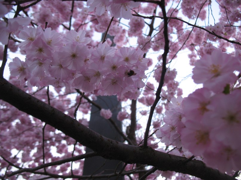 Ирина Суббота фотография #14