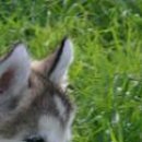 Наталя Кузів фотография #7 (источник - https://vk.com/id76628427)