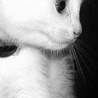 Діана Смик фотография #27 (источник - https://vk.com/id140210544)