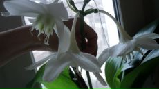 Фотография Сысоровой Судебный Юрист Евгении