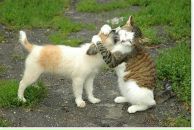 Anna Batanova фотография #39 (источник - https://vk.com/id292567)