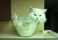 Aysa Aysa фотография #29 (источник - https://vk.com/id450406)