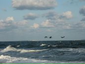 Дмитрий Селентьев фотография #25 (источник - https://vk.com/id418168)