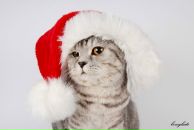 Фотография Богданович Лизы