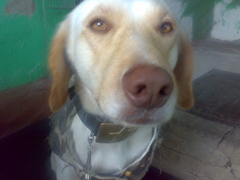 Альберт Григорян фотография #4